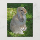 Search for lop postcards Bunnies