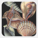 Search for sand dollar stickers Sea life