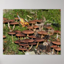 Search for mushroom posters Woodland