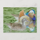 Search for mandarin postcards Bird
