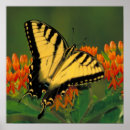 Search for swallowtail posters Butterfly
