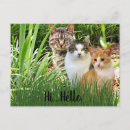 Search for tabby postcards Garden