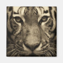 Search for tigers magnets Nature
