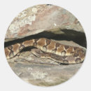 Search for rattlesnake stickers Animal