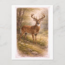 Search for vintage male postcards Antique