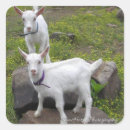 Search for goat kid stickers Farm