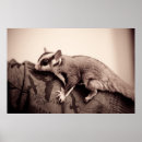 Search for sugar glider posters Animal