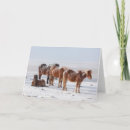 Search for iceland cards Foal