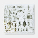 Search for entomology magnets English