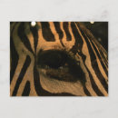 Search for black white zebra postcards Wild