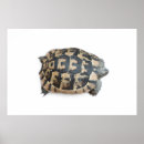 Search for tortoise shell posters Pattern