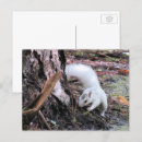 Search for squirrel picture postcards Wildlife photography