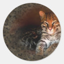 Search for bengal cat stickers Kitty