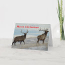 Search for big game cards Bull elk