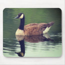 Search for reflective mouse mats Animal