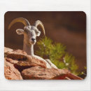 Search for rare animals mouse mats Mammal