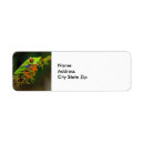 Search for tree frog return address labels Amphibian