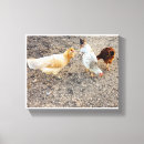 Search for chicken farm canvas prints Chickens