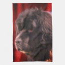 Search for newfoundlander photography Dog