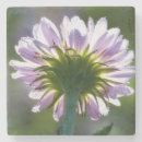 Search for matt coasters Flower