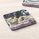 Search for resting barware Wildlife photography