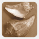 Search for conch shell stickers Nature