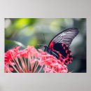 Search for migrate posters Monarch