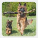 Search for german shepherd puppy stickers Puppies