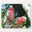 Search for galahs standard mouse mats Cockatoo