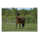 Search for equus posters Nature