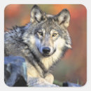 Search for gray wolf stickers Predator