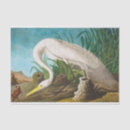 Search for night lizard Wildlife