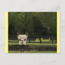 Search for alpacas postcards Cute