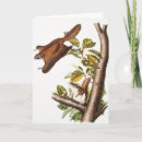 Search for squirrel drawing cards Wildlife
