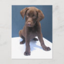 Search for chocolate lab postcards Pet