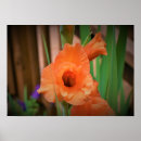 Search for gladioli posters Garden