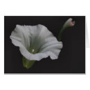 Search for glory photography Nature