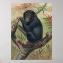 Search for chimpanzee posters Nature