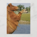 Search for rearing postcards Equestrian