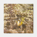 Search for sea creatures magnets Nature