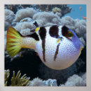 Search for puffer posters Tropical