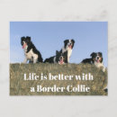 Search for working dog postcards Cute