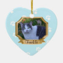Search for pet supplies Kitten