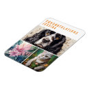 Search for amaryllis magnets White