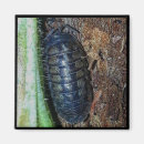 Search for pill magnets Animal
