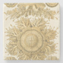 Search for urchin coasters Sea