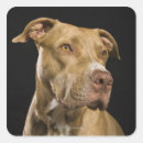 Search for black head stickers Brown