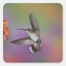 Search for colourful hummingbird stickers Nectar