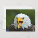 Search for bald postcards America