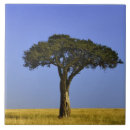 Search for acacia tiles Tree